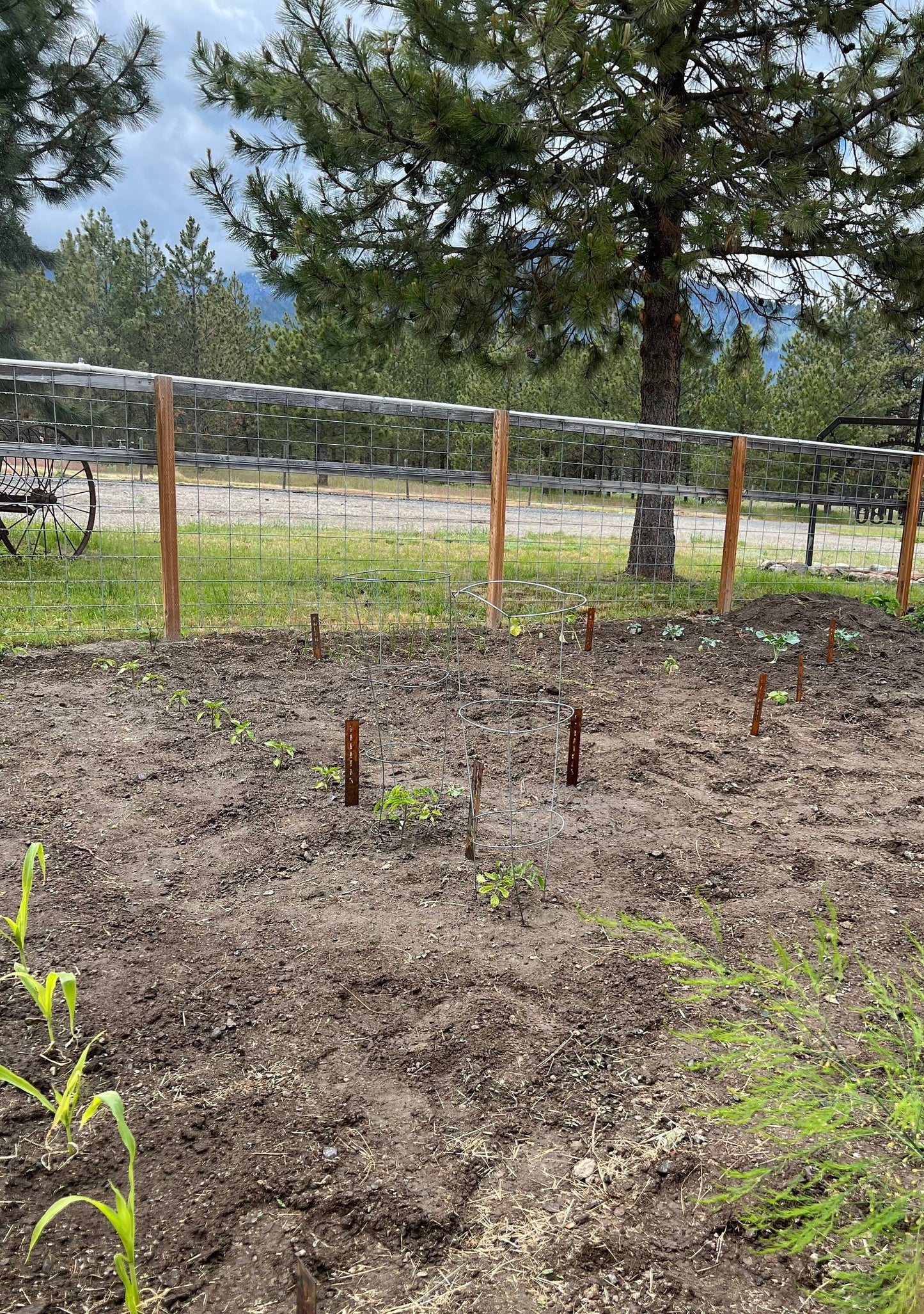 Rusty Metal Vegetable Garden Stakes: Rustic Plant Markers